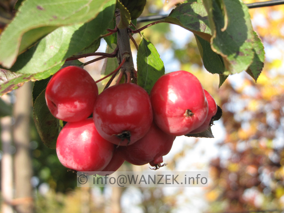 Malus Red Sentinel 7 Aepfel reif1.JPG